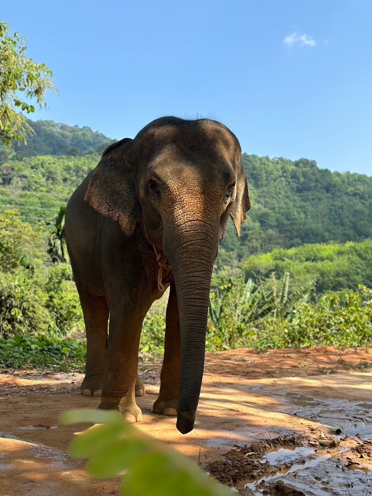 Mo MO the elephant